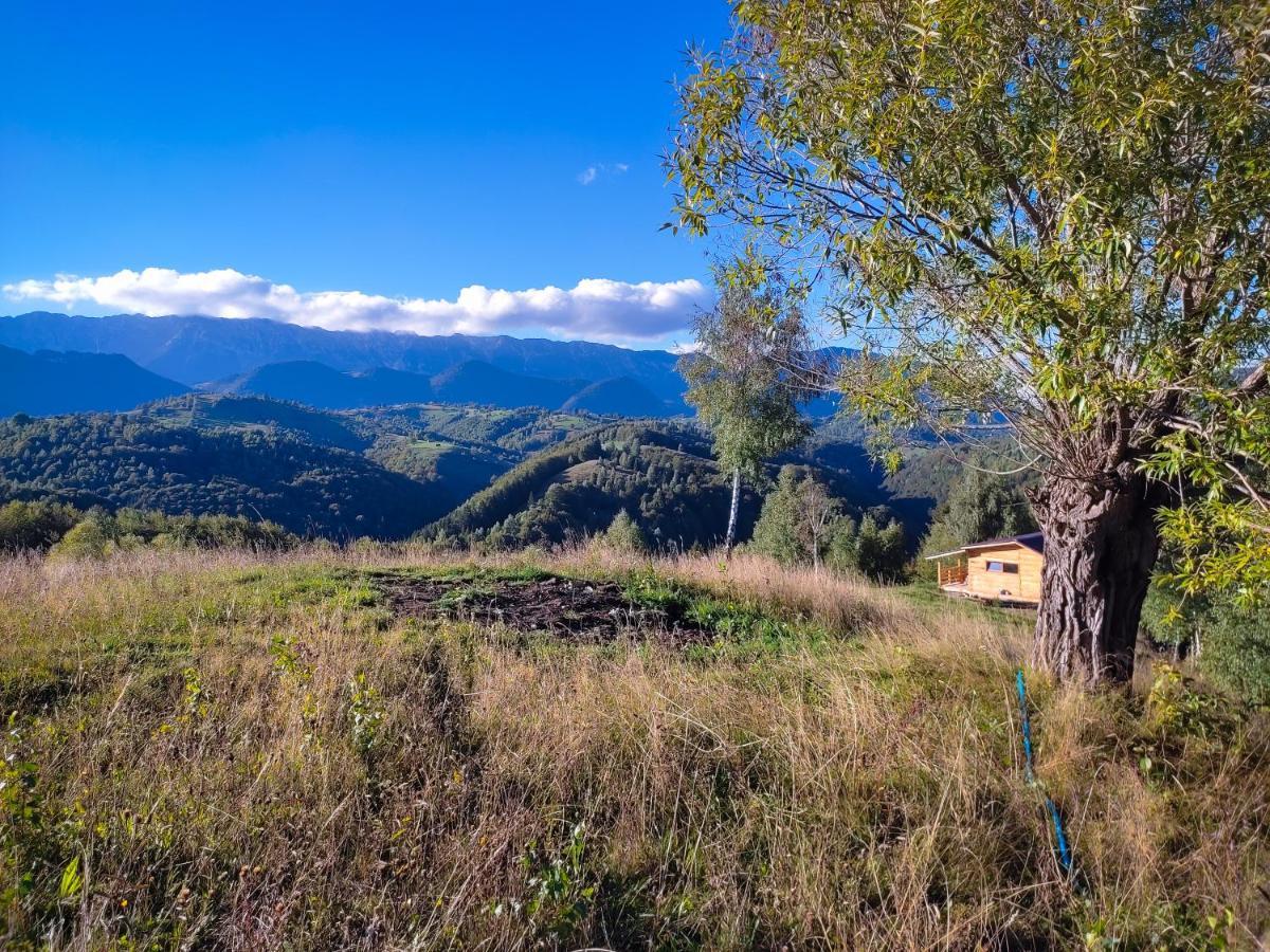 Lodge Doi Mesteceni Drumu Carului
